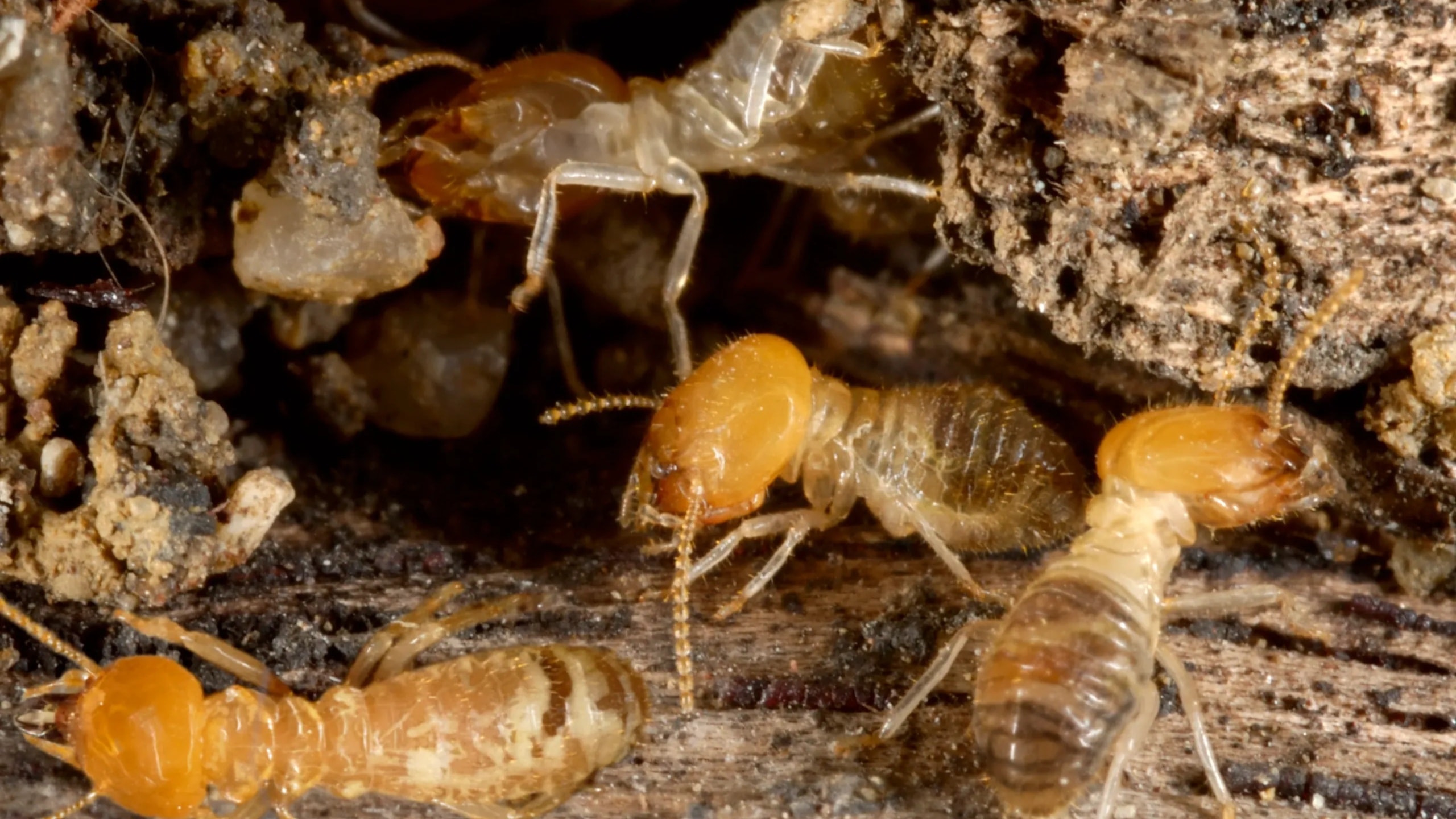 Termite Services